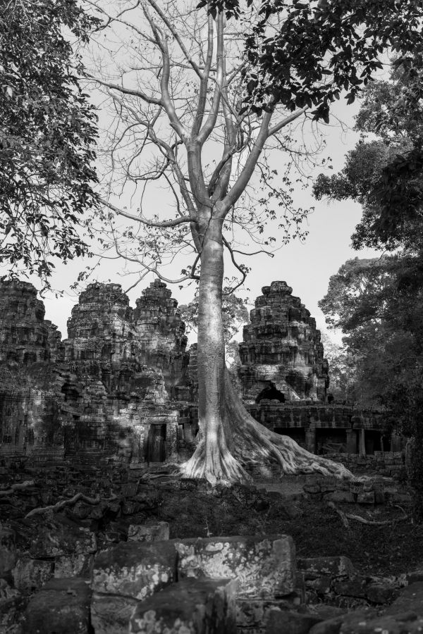 peach angkor-28.jpg